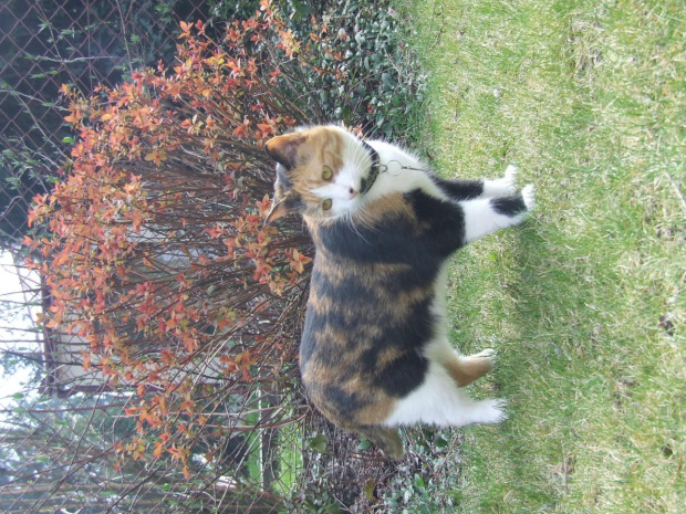 spacer z Lu #kot #koty #kwiatki #wiosna