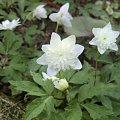 Anemone nemorosa 'Vestal'