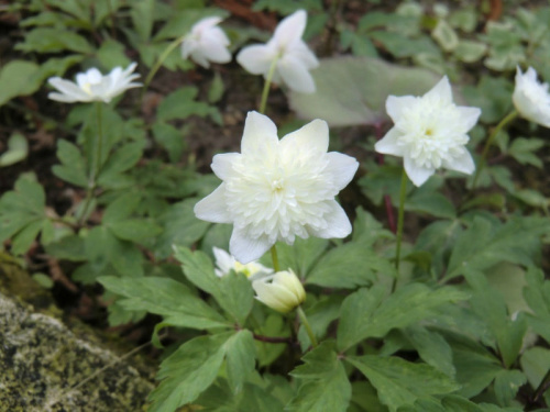 Anemone nemorosa 'Vestal'