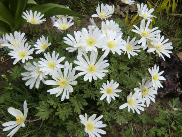 Anemone blanda 'White Splendour'