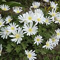 Anemone blanda 'White Splendour'