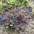 Corydalis 'Blue Heron'