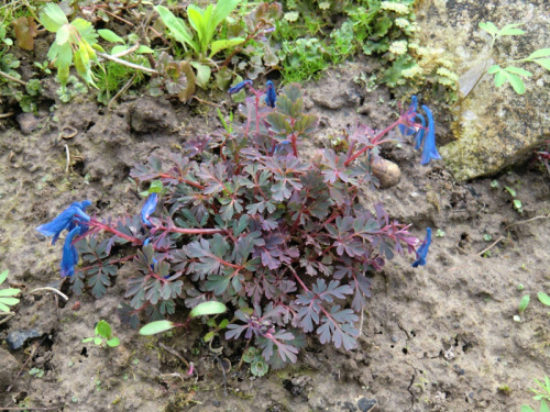 Corydalis 'Blue Heron'