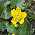 Caltha palustris 'Flore Pleno'