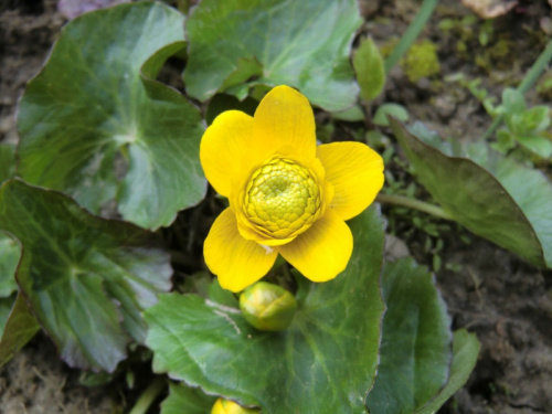 Caltha palustris 'Flore Pleno'