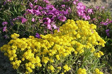 #bratki #kwiaty #ogród #rośliny