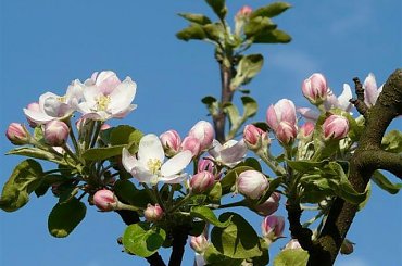 Kwiat jabłoni #bratki #kwiaty #ogród #rośliny