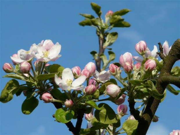 Kwiat jabłoni #bratki #kwiaty #ogród #rośliny