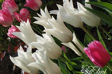 kwiaty 2014 #tulipan #tulipany #TulipanyLiliokształtne #Sapporo #TulipanySapporo