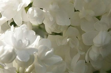 kwiaty 2014 #lilak #LilakPełny #LilakBiałyPełny #bez