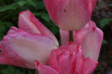 kwiaty 2014 #tulipan #tulipany #TulipanyPięknaPolka #PięknaPolka