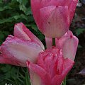 kwiaty 2014 #tulipan #tulipany #TulipanyPięknaPolka #PięknaPolka