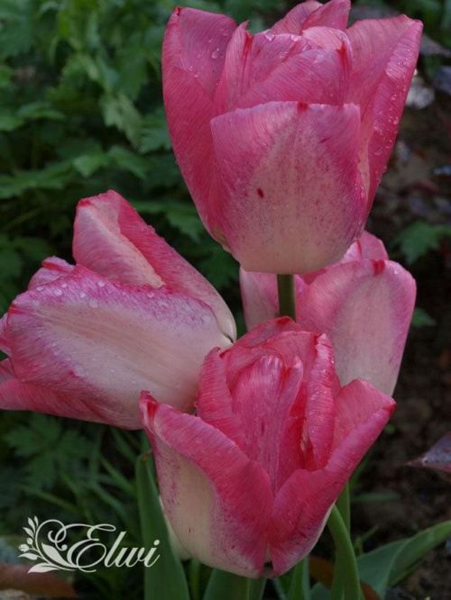 kwiaty 2014 #tulipan #tulipany #TulipanyPięknaPolka #PięknaPolka