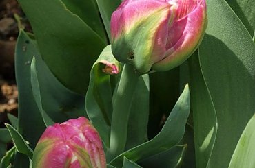 kwiaty maj #tulipan #tulipany #TulipanIceCream #IceCream