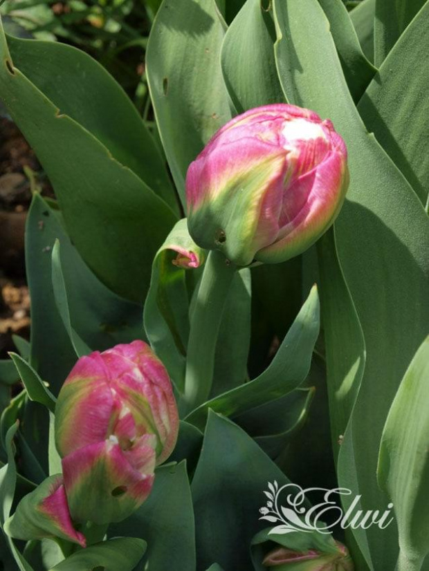 kwiaty maj #tulipan #tulipany #TulipanIceCream #IceCream