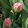 kwiaty maj #tulipan #tulipany #TulipanIceCream #IceCream