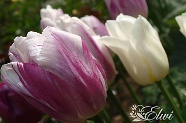 kwiaty maj #tulipany #tulipan #BlueberryRipple #BlueberryRippleTulip