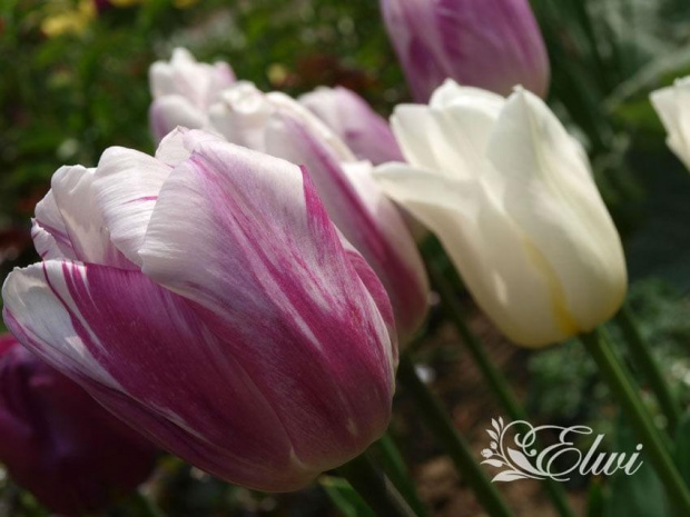 kwiaty maj #tulipany #tulipan #BlueberryRipple #BlueberryRippleTulip