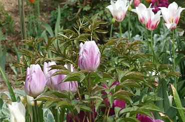 kwiaty maj #tulipan #tulipany #rabata