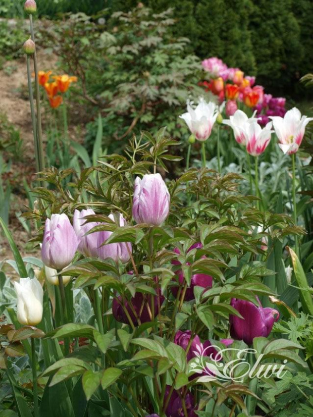 kwiaty maj #tulipan #tulipany #rabata