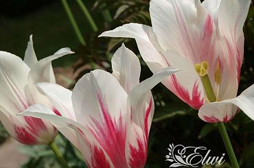 kwiaty maj #tulipany #tulipan #TulipanMarilyn