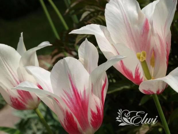 kwiaty maj #tulipany #tulipan #TulipanMarilyn