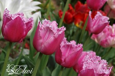 kwiaty maj #tulipany