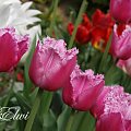 kwiaty maj #tulipany