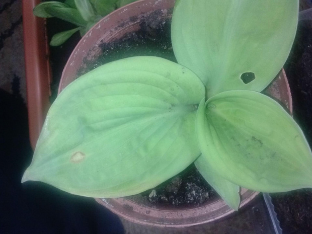 Hosta Lucy Vitols