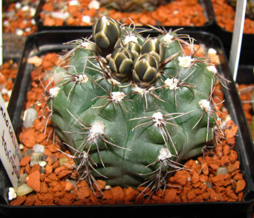 Gymnocalycium taningaense