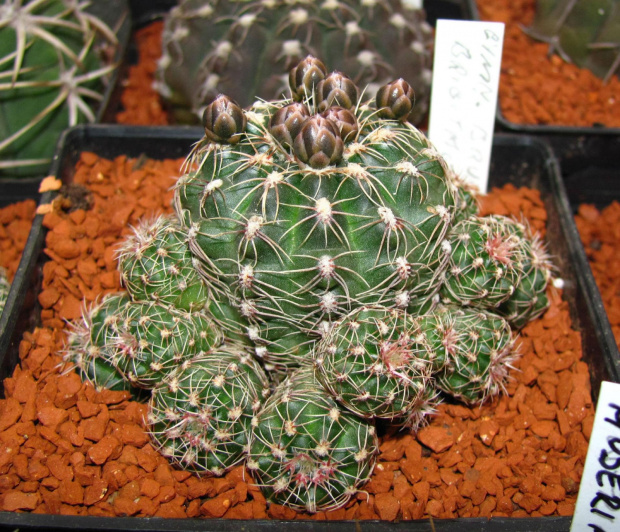 Gymnocalycium bruchii v. brigittae