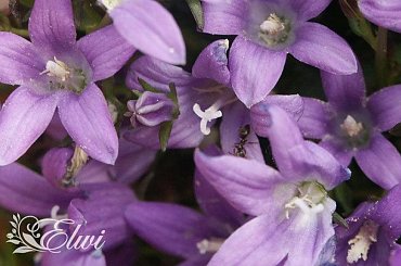 Maj 2014 #dzwonek #DzwonekDalmatyński #mrówka