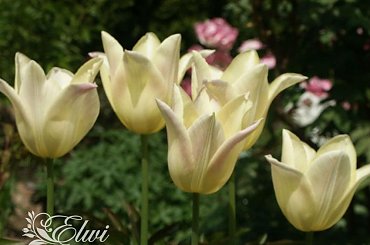 Maj 2014 #tulipan #tulipany #TulipanyLiliokształtne #TulipanElegantLady