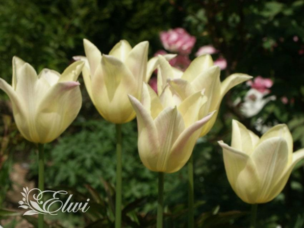 Maj 2014 #tulipan #tulipany #TulipanyLiliokształtne #TulipanElegantLady