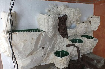 #hoya #hydroponika #paludarium #rośliny