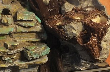 #hoya #hydroponika #paludarium #rośliny