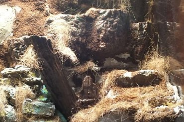 #hoya #hydroponika #paludarium #rośliny