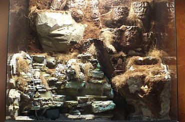 #hoya #hydroponika #paludarium #rośliny