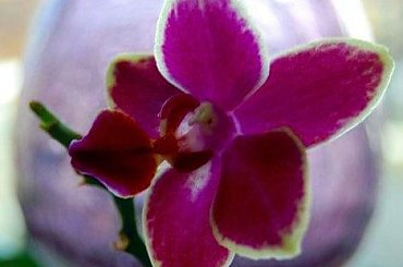 mojstorczyk.pl #storczyk #storczyki #orchidea