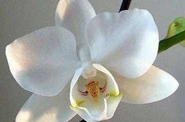 mojstorczyk.pl #storczyk #storczyki #orchidea